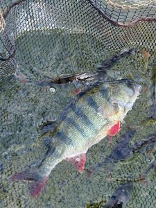 European Perch