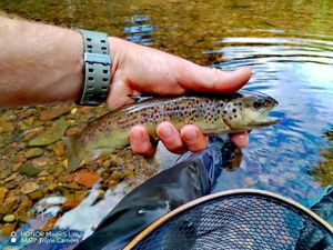 Brown Trout