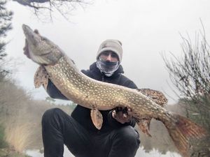 Northern Pike