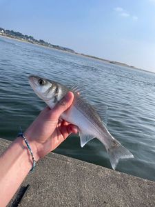 European Bass (Seabass)