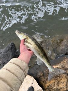 Zander