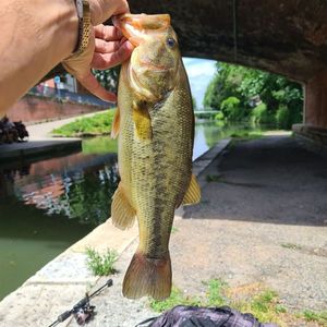 Largemouth Bass