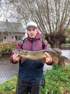Northern Pike