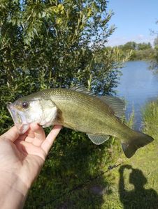 Largemouth Bass