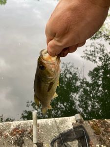 Largemouth Bass
