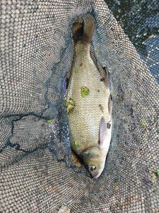 Common Bream