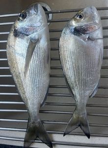 Gilthead Seabream