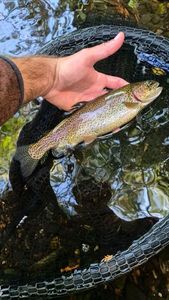 Rainbow Trout