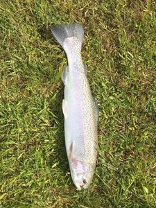 Rainbow Trout