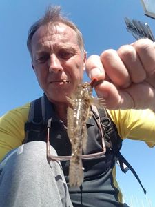 Giant Goby
