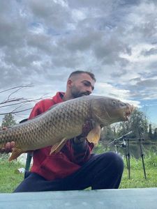 Common Carp