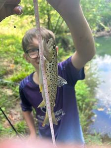 Brown Trout