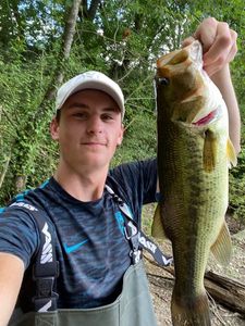 Largemouth Bass