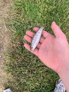 Rainbow Trout