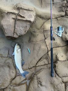 European Bass (Seabass)