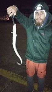 Conger