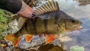 European Perch
