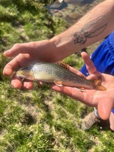 Brook Trout