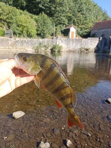 European Perch