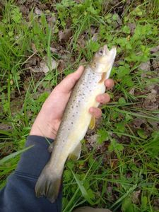 Brown Trout