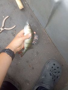 European Perch