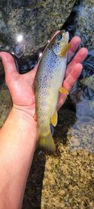 Brown Trout