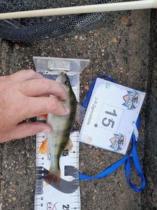 European Perch