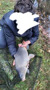 Common Carp