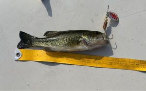 Largemouth Bass