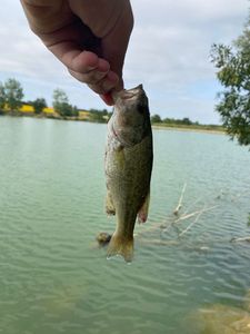 Largemouth Bass
