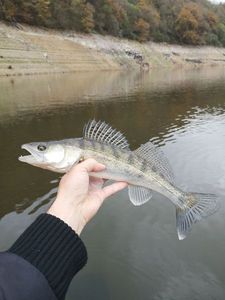 Zander