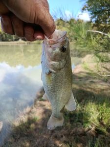 Largemouth Bass