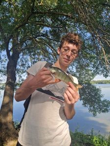 European Perch