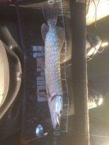 Northern Pike