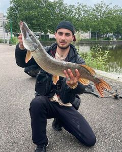 Northern Pike