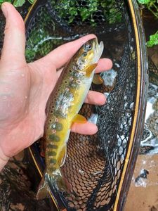 Brown Trout