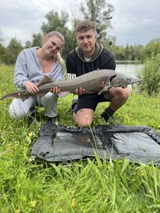 Sturgeon
