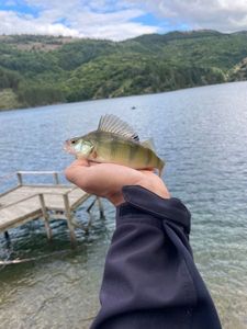 European Perch