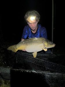 Mirror Carp