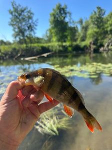 European Perch