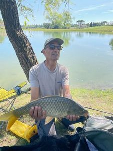 Common Carp