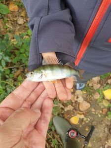 European Perch