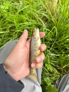 Brown Trout