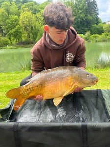 Mirror Carp