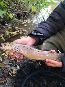 Brown Trout