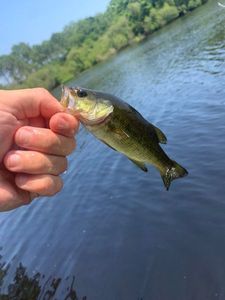 Largemouth Bass