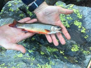 Brook Trout