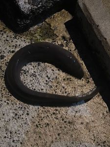 Conger