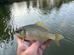 Prussian Carp