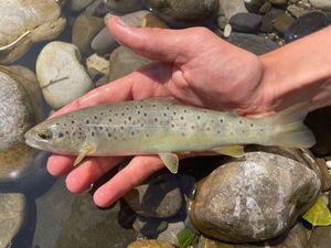 Brown Trout